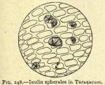 Fig. 248. Inulin spherules.