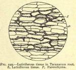 Fig. 249. Laticiferous tissue.