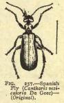 Fig. 257. Spanish fly.