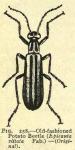 Fig. 258. Old-fashioned Potato Beetle.