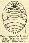 Fig. 259. Cochineal Bug.