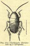Fig. 260. Cockroach.