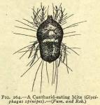 Fig. 264. A Cantharid-eating Mite