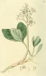 022. Menyanthes trifoliata.