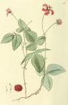 026. Rubus arcticus.