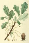 073. Quercus robur.