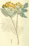 081. Tanacetum vulgare.