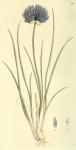 089. Allium schoenoprasum.