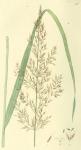 096. Agrostis arundinacea.