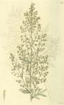 106. Artemisia absinthium.