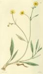 117. Ranunculus flammula.