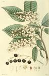 121. Prunus padus.