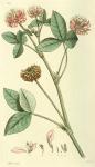 129. Trifolium hybridum.