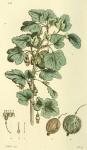133. Ribes grossularia.