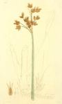 150. Scirpus lacustris.