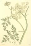 155. Phellandrium aquaticum.
