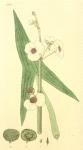 164. Sagittaria sagittifolia.