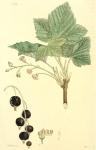 169. Ribes nigrum.