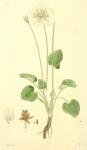 172. Parnassia palustris.