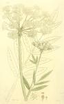 178. Sium latifolium.