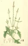182. Verbena officinalis.