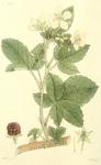 187. Rubus corylifolius.