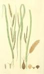 216. Carex vesicaria.