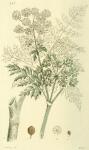 226. Conium maculatum.