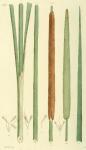 234. Typha angustifolia.