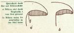 Fig. 22. Querschnitt durch Hut