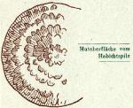 Fig. 23. Hutoberfläche vom Habichtspilz.