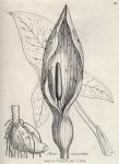 025. Arum maculatum.
