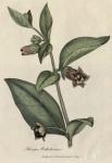 001. Atropa belladonna. C.
