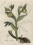 019. Helleborus foetidus. C.