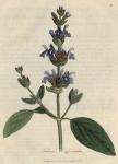 038. Salvia officinalis. C.