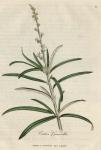 041. Croton cascarilla. C.