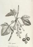 075. Ribes nigrum.