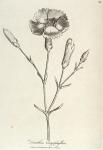 080. Dianthus caryophyllus.