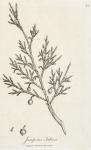 094. Juniperus sabina.