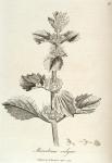097. Marrubium vulgare.