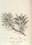 098. Astragalus tragacantha.