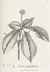 099. Panax quinquefolium.