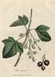 075. Ribes nigrum. C.