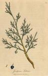 094. Juniperus sabina. C.