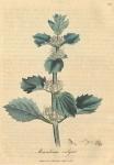097. Marrubium vulgare. C.