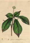 099. Panax quinquefolium. C.