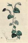 107. Aristolochia longa. C.