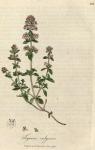 109. Thymus vulgaris. C.