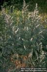 Photo: Artemisia vulgaris.