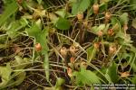 Photo: Arum maculatum 1.